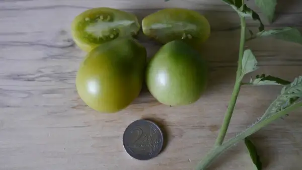 Tomaten: The Grinch (Kuckuck?)