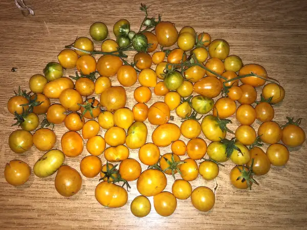 Tomaten: The Grinch Striped F6