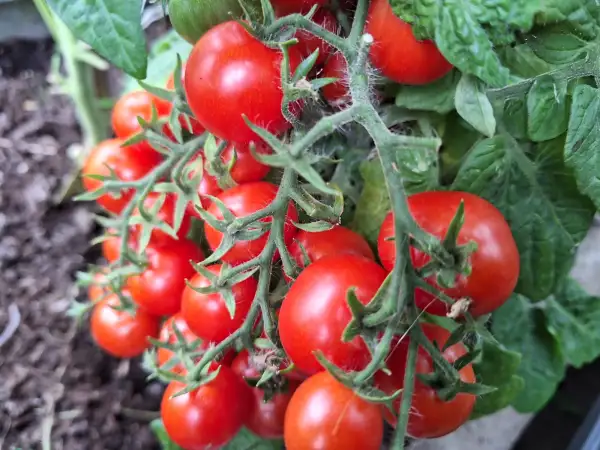 Tomaten: The Moment