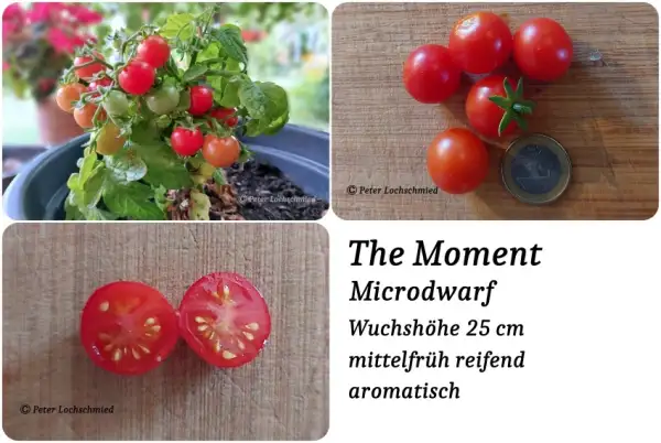 Tomaten: The Moment