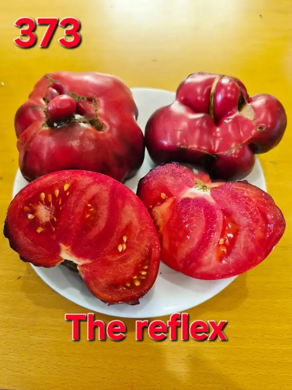 Tomaten: The reflex