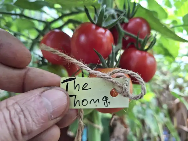 Tomaten: The Thong