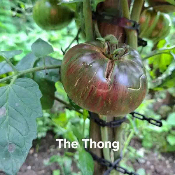 Tomaten: The Thong (Dwarf)