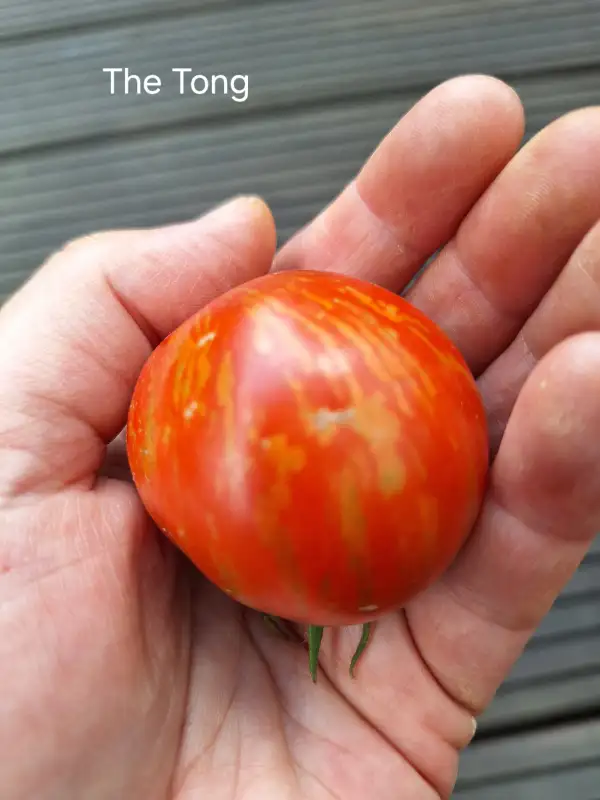 Tomaten: The Tong