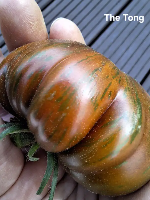 Tomaten: The Tong