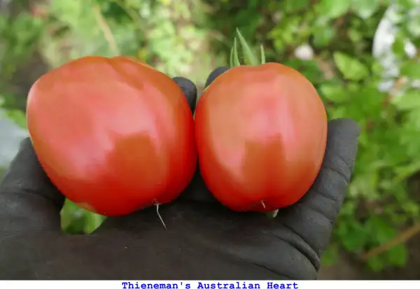 Tomaten: Thieneman’s Australian Heart