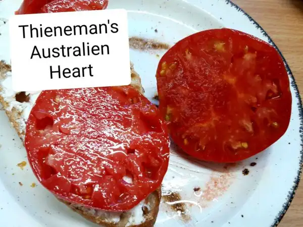 Tomaten: Thieneman