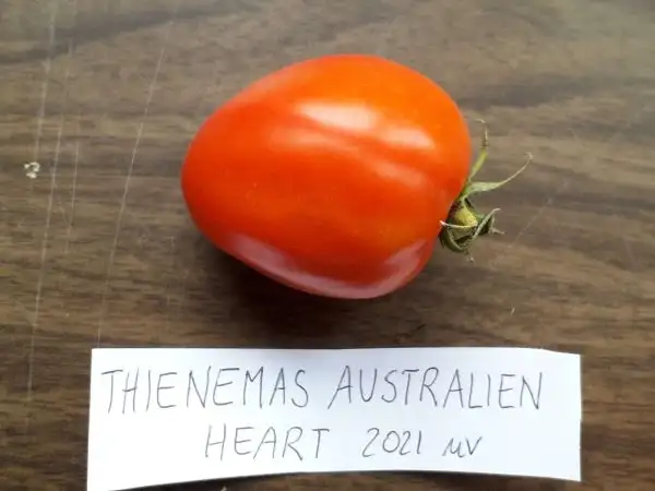 Tomaten: Thienmas Australien Heart