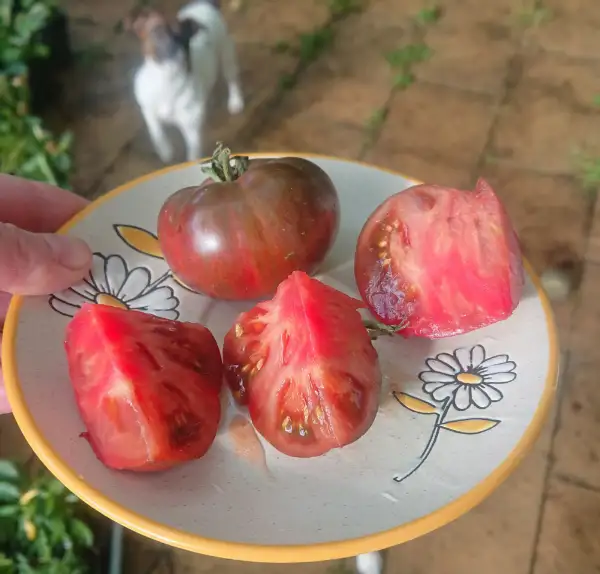 Tomaten: Thong (dwarf)