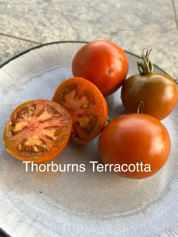 Tomaten: Thorburn‘s Terra Cotta