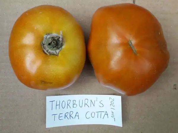 Tomaten: Thorburn