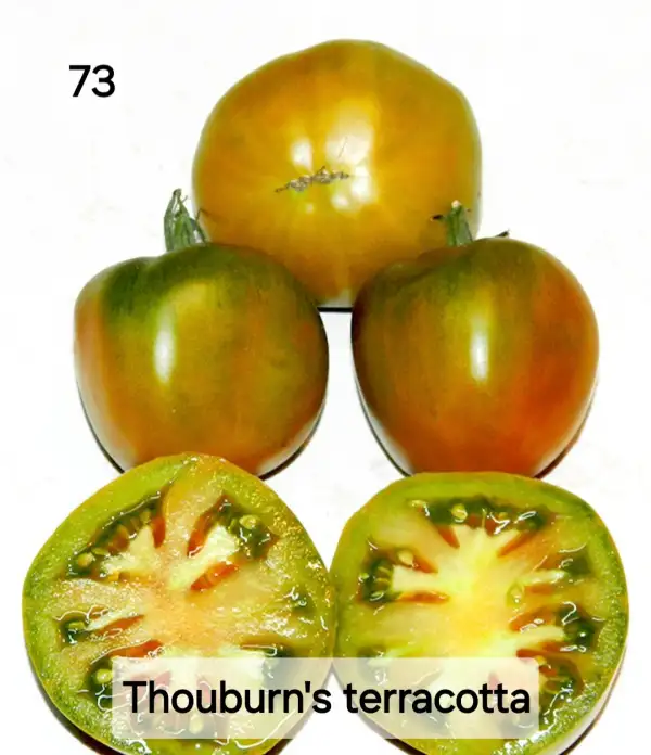 Tomaten: Thorburn