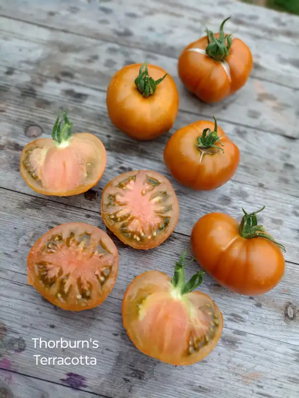 Tomaten: Thorburn