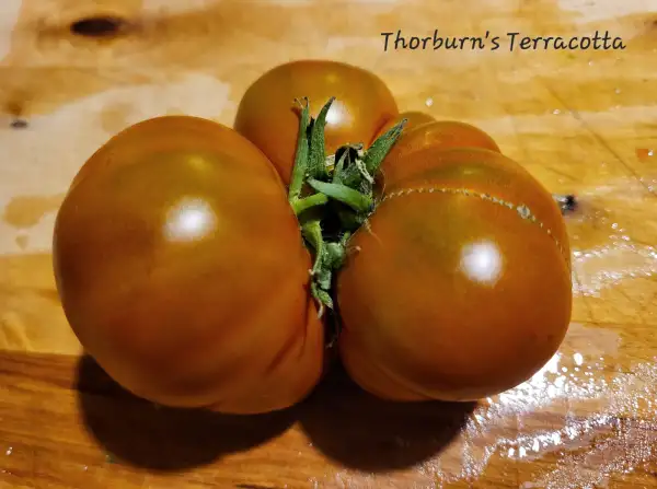Tomaten: Thorburn´s Terracotta