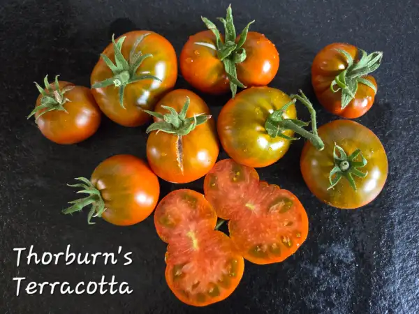 Tomaten: Thorburn