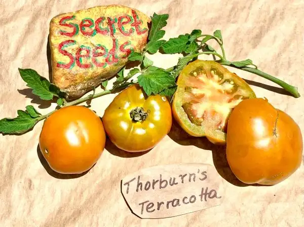 Tomaten: Thorburn’s Terracotta