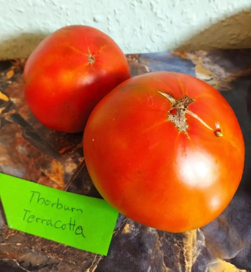 Tomaten: Thorburn Terracotta