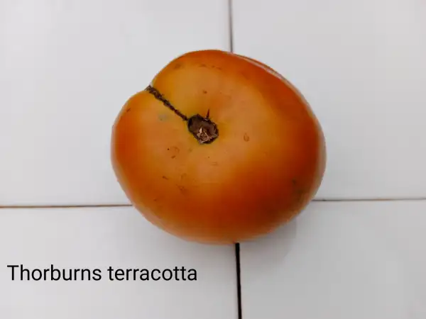 Tomaten: Thorburns Terracotta
