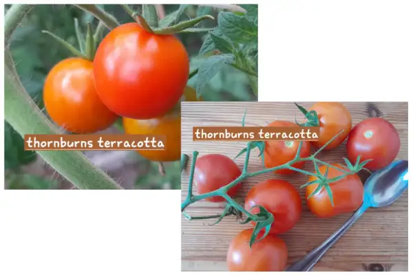 Tomaten: Thorburns Terracotta
