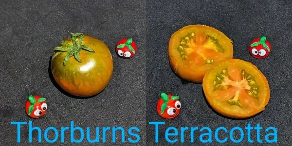 Tomaten: Thorburns Terracotta