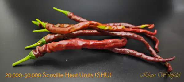 Chili / Paprika: Thunder Cacho Brown Pepper (Schärfe 3)