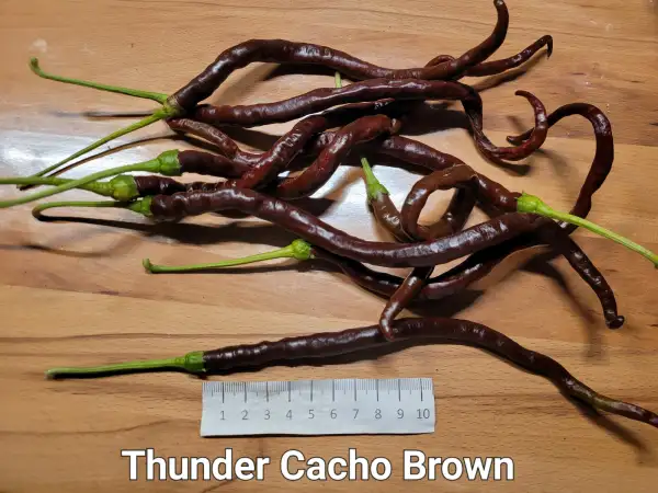 Chili / Paprika: Thunder Cacho Brown	Schärfe:	3	Höhe:	100cm