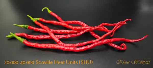 Chili / Paprika: Thunder Mauntain Long Horn (Schärfe 4)