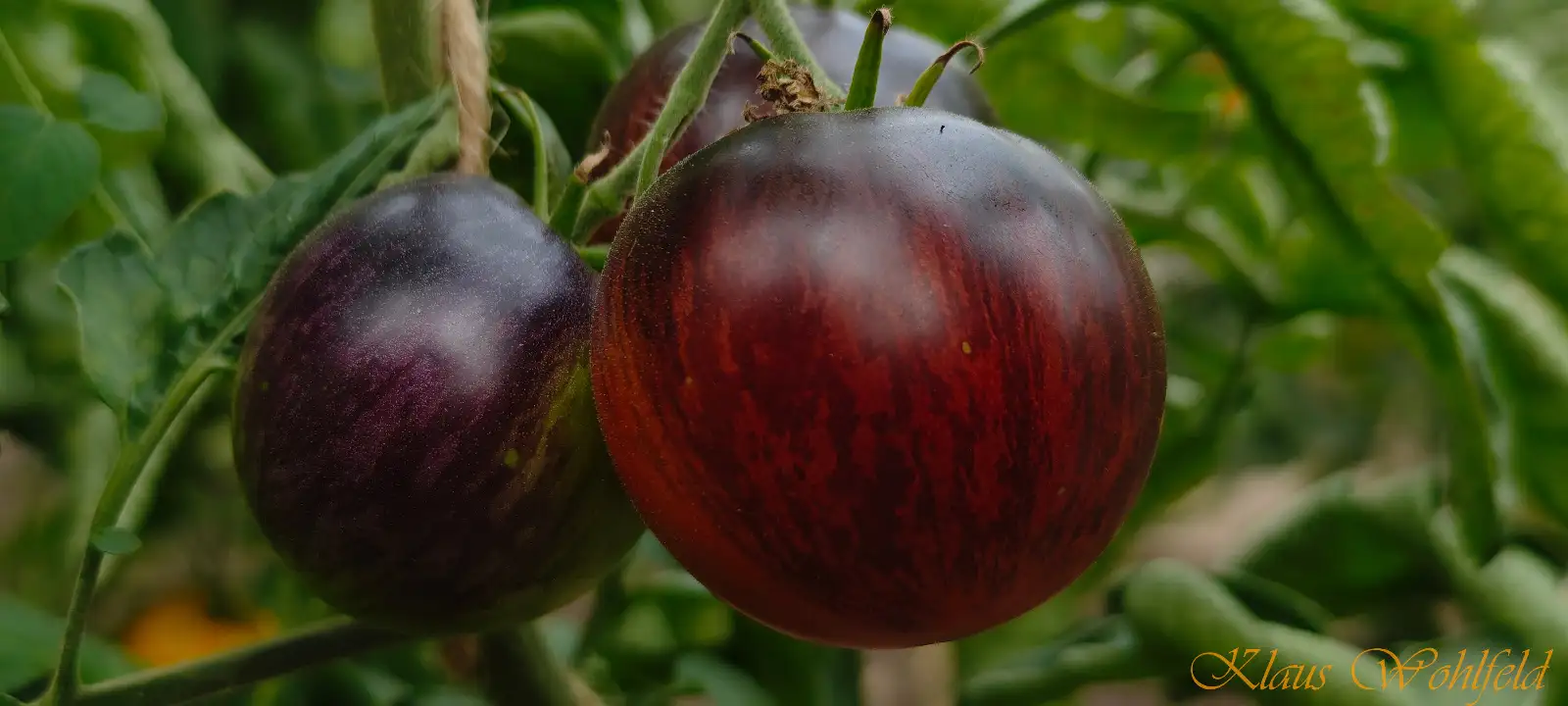 Tomaten: THUNDER MOUNTAIN