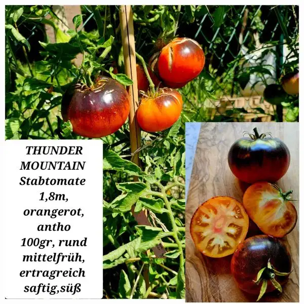 Tomaten: THUNDER MOUNTAIN