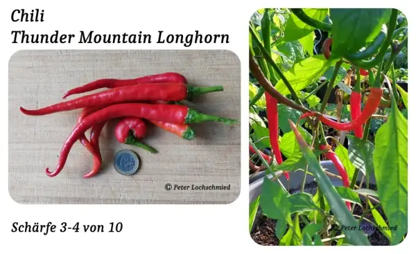 Chili / Paprika: Thunder Mountain Longhorn
