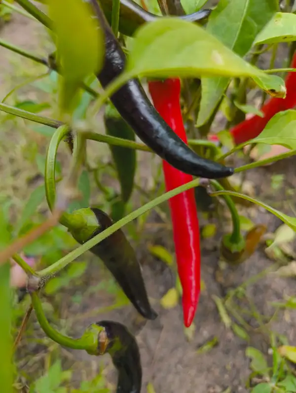 Chili / Paprika: Thunder Mountain Longhorn