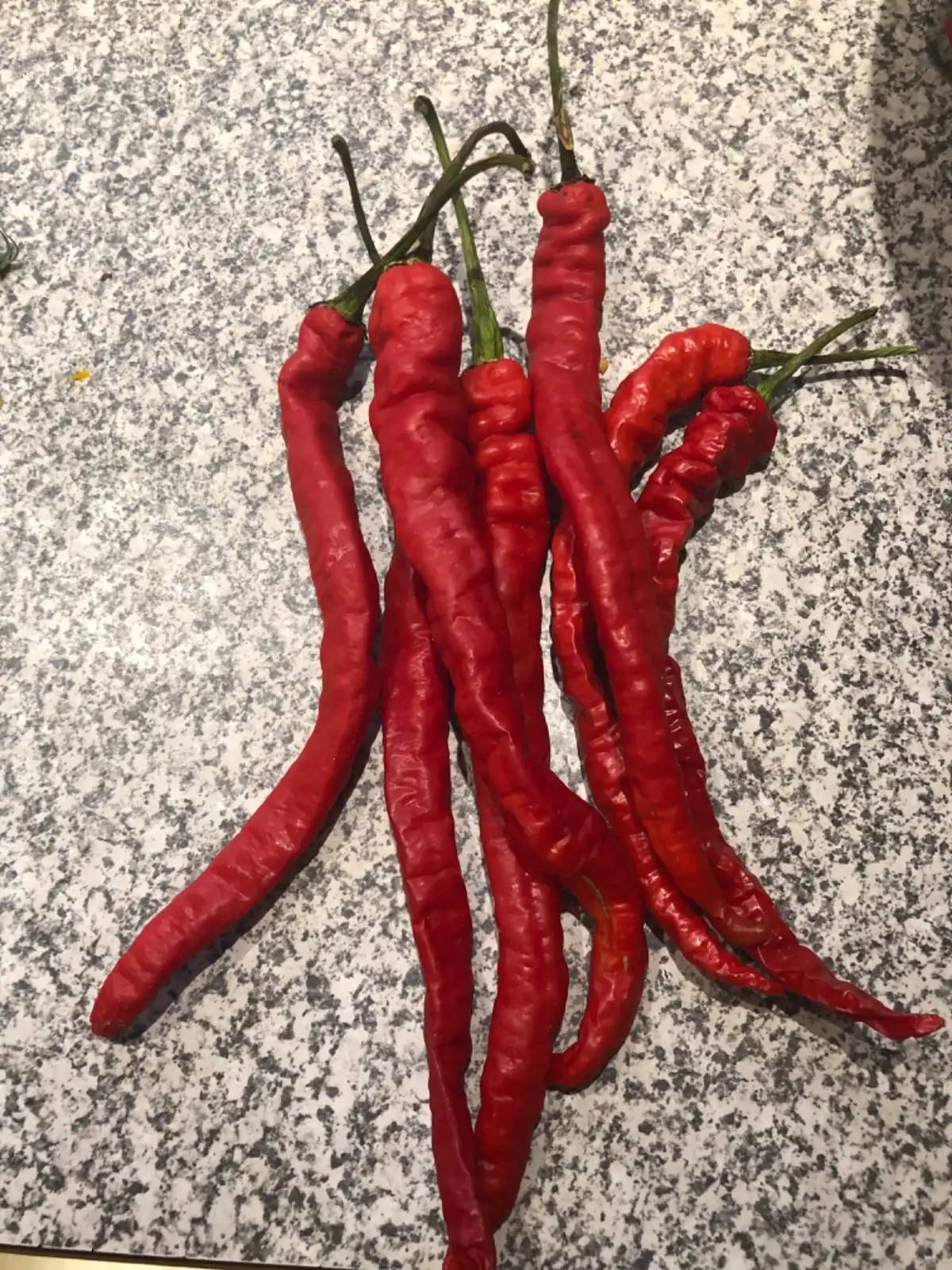 Chili / Paprika: Thunder Mountain Longhorn