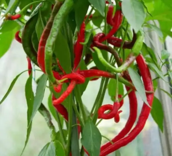 Chili: Thunder Mountain Longhorn
