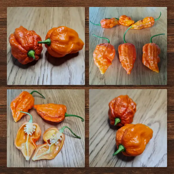 Chili / Paprika: Thunderstorm x 7 Pot Primo Orange