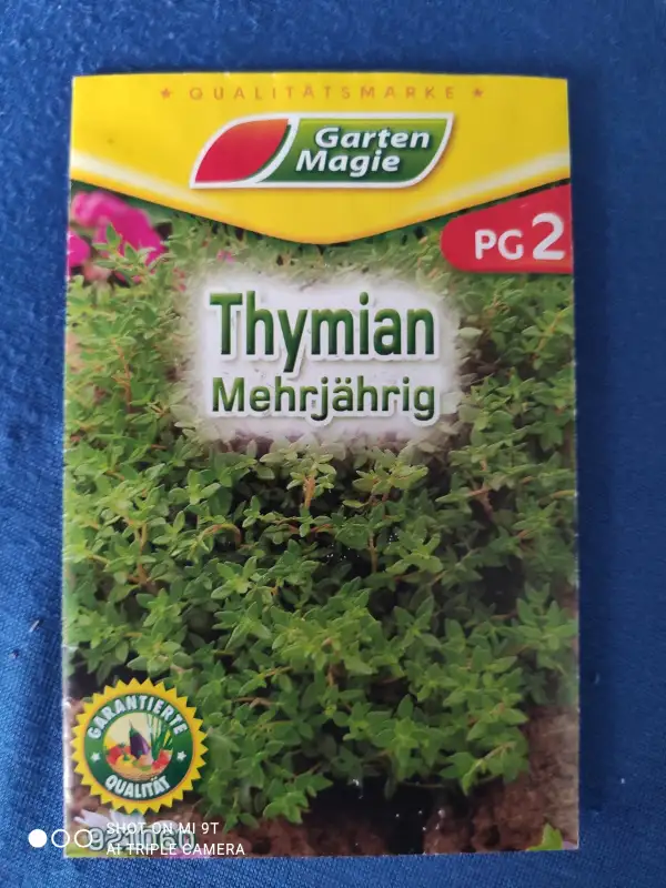 Kräuter: Thymian (Mehrjähriger)