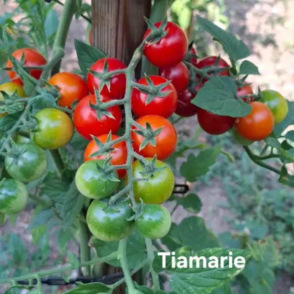 Tomaten: Tiamarie