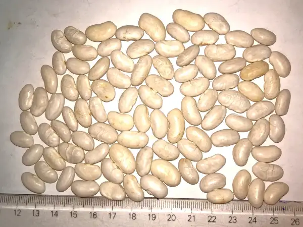 Bohnen: Tierna de Ponts