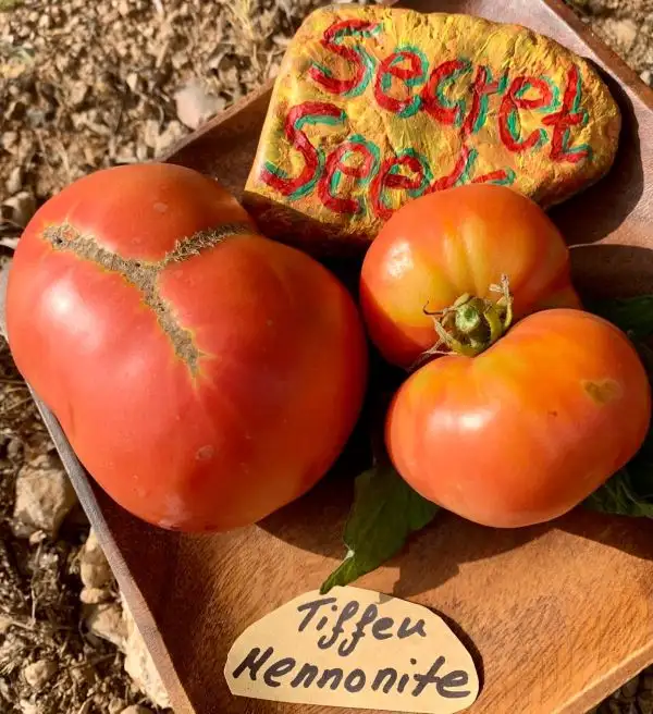 Tomaten: Tiffen Mennonite