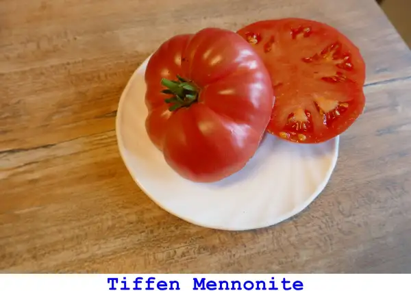 Tomaten: Tiffen Mennonite
