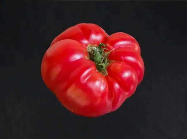 Tomaten: Tiffen Mennonite