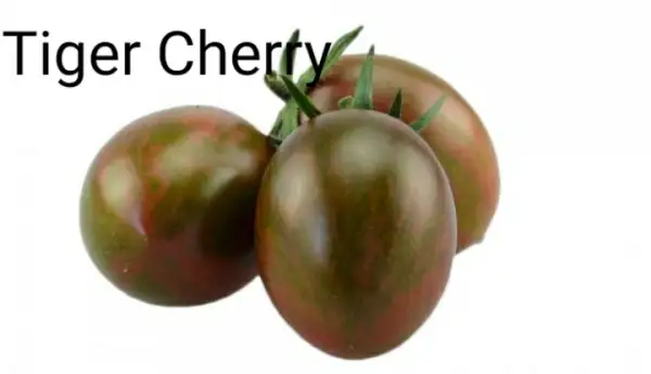 Tomaten: Tiger Cherry