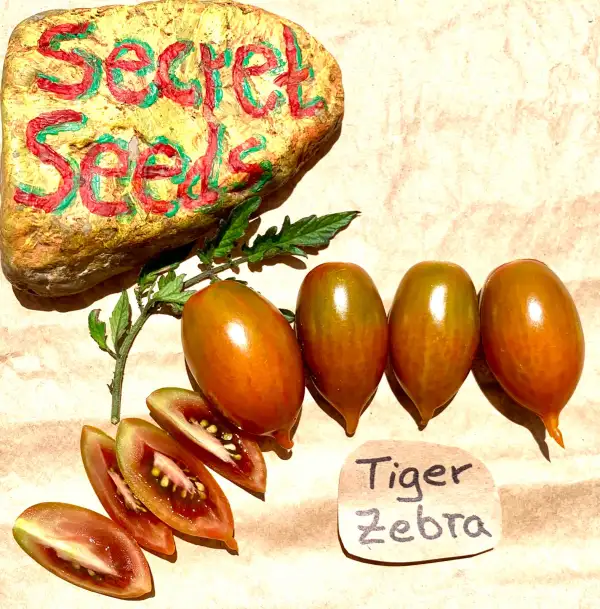 Tomaten: Tiger Zebra