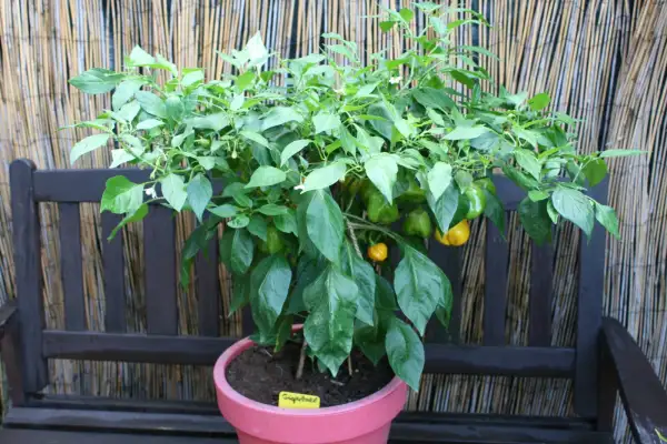 Chili / Paprika: Tigerball