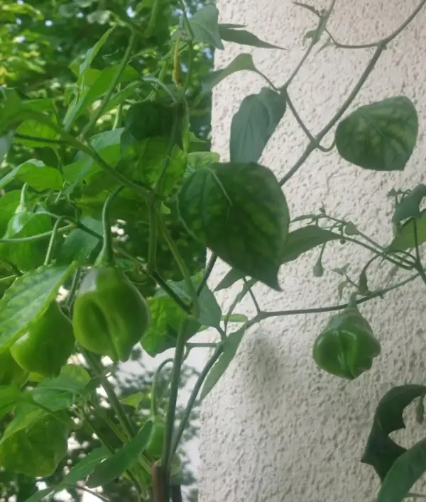 Chili: Tigerball
