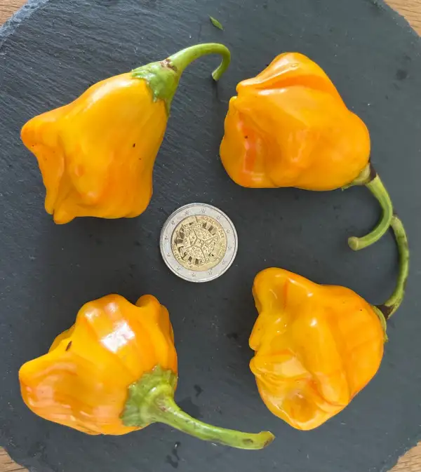 Chili / Paprika: Tigerball Stripey