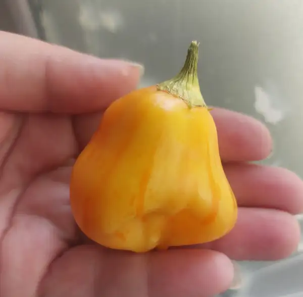 Chili: Tigerball Stripey