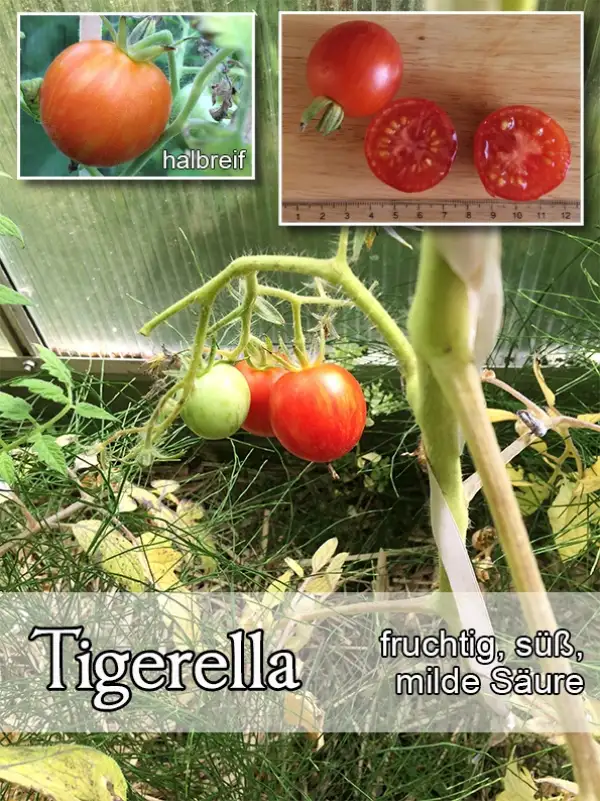 Tomaten: Tigerella