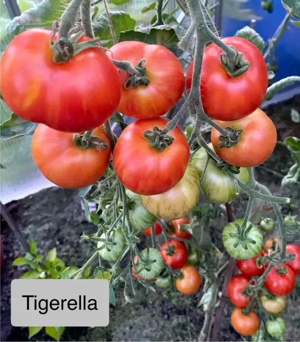 Tomaten: Tigerella