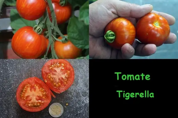 Tomaten: Tigerella