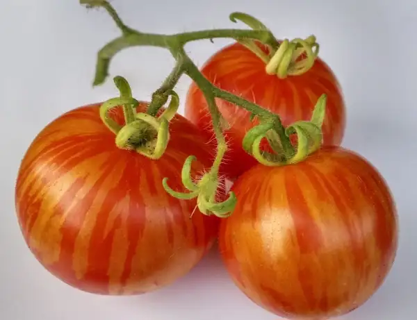 Tomaten: Tigerella